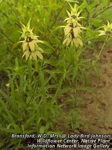 6421_MONAPUN_6 thumbnail