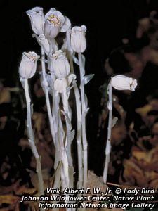 5537_MONOUNI thumbnail