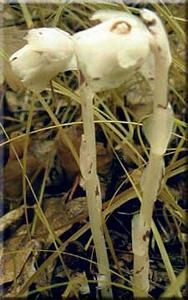 5537_MONOUNI_14 thumbnail