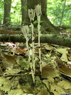 5537_MONOUNI_500 thumbnail