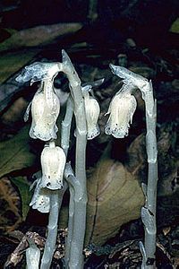 5537_MONOUNI_9 thumbnail