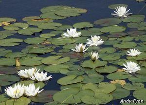 6721_NYMPODO_18 thumbnail