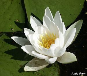 6721_NYMPODO_19 thumbnail