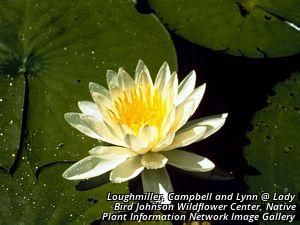 6721_NYMPODO_3 thumbnail