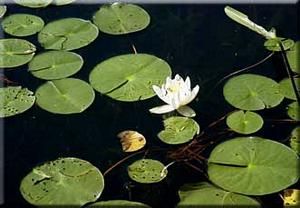 6721_NYMPODO_5 thumbnail