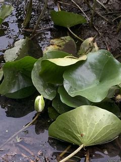 6721_NYMPODO_503 thumbnail