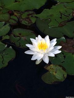 6721_NYMPODO_504 thumbnail