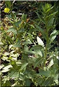 6808_OENOBIE_10 thumbnail