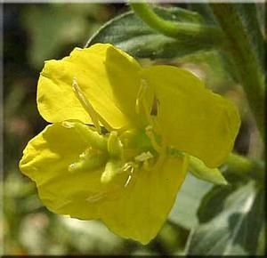 6808_OENOBIE_12 thumbnail