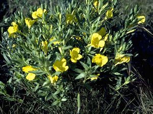 6808_OENOBIE_2 thumbnail