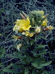 6808_OENOBIE_3 thumbnail