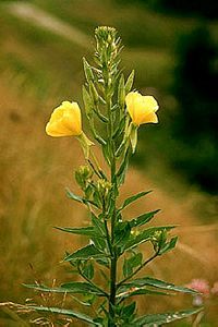 6808_OENOBIE_4 thumbnail