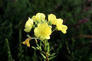 6808_OENOBIE_5 thumbnail