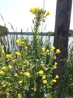 6808_OENOBIE_501 thumbnail