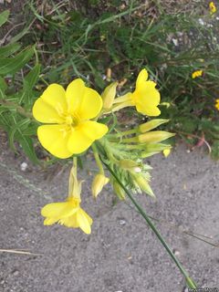 6808_OENOBIE_503 thumbnail