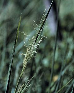 7813_PANIVIR_2 thumbnail