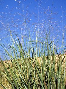 7813_PANIVIR_3 thumbnail