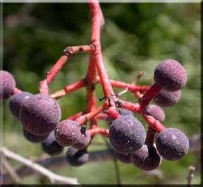 9539_PARTQUI_10 thumbnail