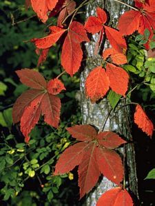 9539_PARTQUI_2 thumbnail