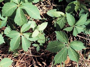 9539_PARTQUI_3 thumbnail