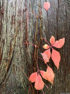 9539_PARTQUI_500 thumbnail