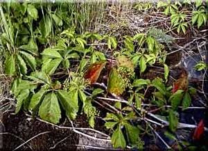 9539_PARTQUI_8 thumbnail