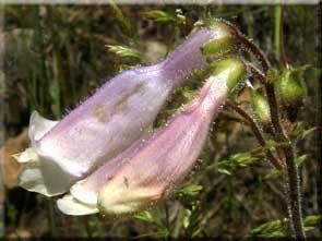 7282_PENSHIR_21 thumbnail