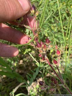 7282_PENSHIR_500 thumbnail