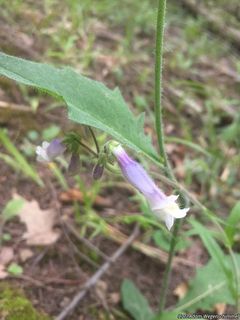 7282_PENSHIR_501 thumbnail