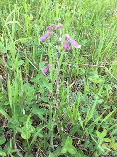 7282_PENSHIR_509 thumbnail