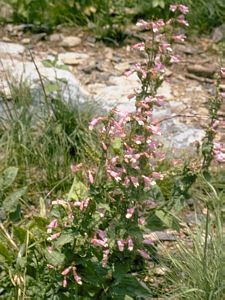 7282_PENSHIR_6 thumbnail