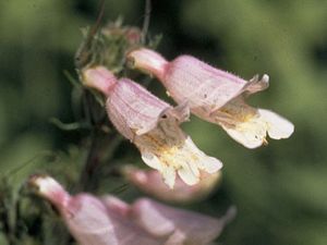 7282_PENSHIR_7 thumbnail