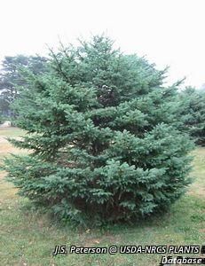 7173_PICEGLA thumbnail