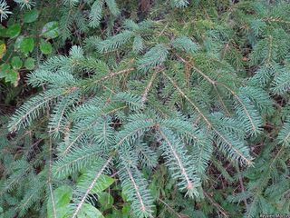 7173_PICEGLA_502 thumbnail