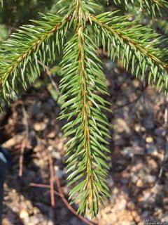 7173_PICEGLA_513 thumbnail