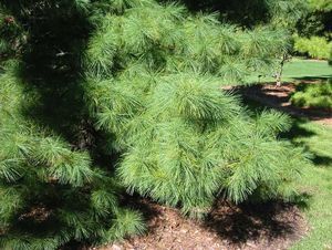 7195_PINUSTR thumbnail