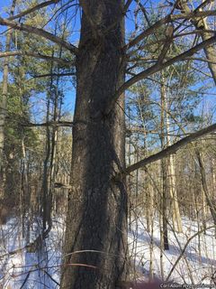 7195_PINUSTR_500 thumbnail