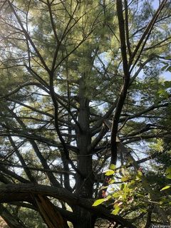 7195_PINUSTR_502 thumbnail