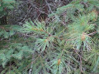 7195_PINUSTR_507 thumbnail