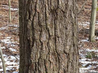 7195_PINUSTR_531 thumbnail