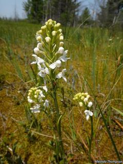 6905_PLATBLE_7001 thumbnail