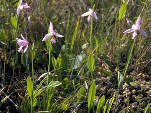 6935_POGOOPH thumbnail