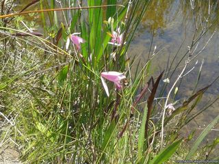 6935_POGOOPH_501 thumbnail