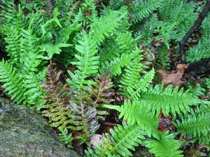 8241_POLYVIR_12 thumbnail