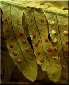 8241_POLYVIR_3 thumbnail