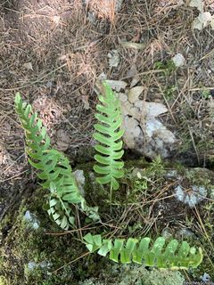 8241_POLYVIR_500 thumbnail