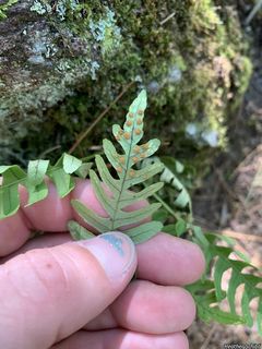 8241_POLYVIR_501 thumbnail