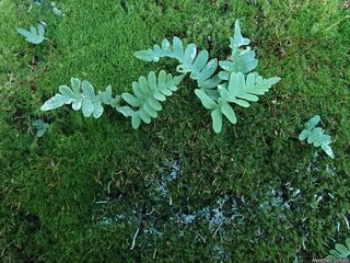 8241_POLYVIR_503 thumbnail