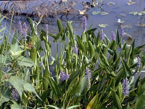 8244_PONTCOR thumbnail