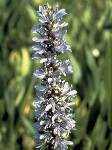 8244_PONTCOR_2 thumbnail